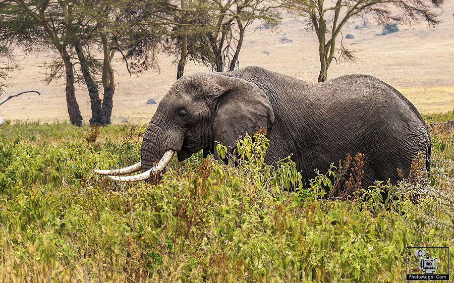 El Cráter del Ngorongoro, la naturaleza en estado puro.